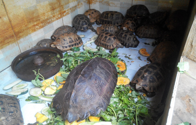 10 hành động cấp bách để ngăn chặn buôn bán động vật hoang dã ảnh 1