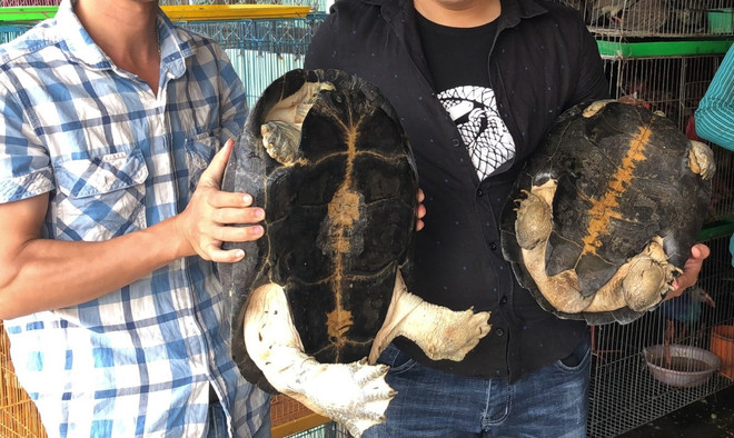 10 hành động cấp bách để ngăn chặn buôn bán động vật hoang dã ảnh 2