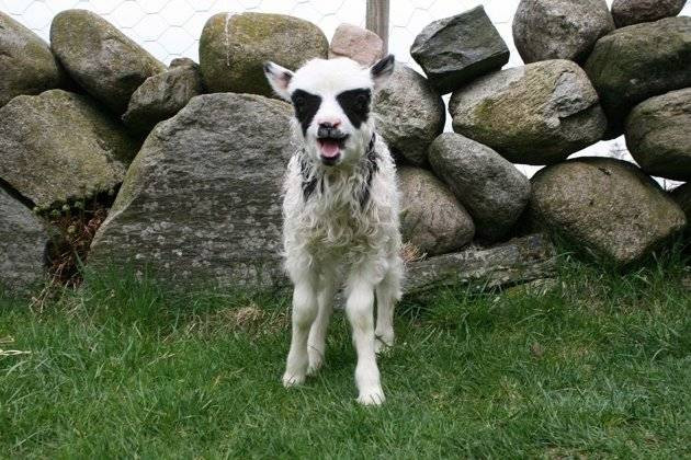 Dân làng sửng sốt với sự xuất hiện của chú “cừu Batman” ảnh 1