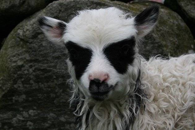 Dân làng sửng sốt với sự xuất hiện của chú “cừu Batman” ảnh 2