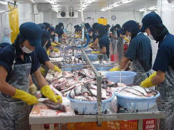 Chế biến cá tra philê xuất khẩu. (Ảnh: Minh Trí/TTXVN) VASEP kiến nghị kiểm soát hạn ngạch sản lượng cá tra ảnh 1