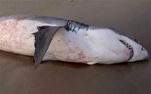 Cá mập trắng khổng lồ chết thảm vì nuốt phải con sư tử biển lớn ảnh 1