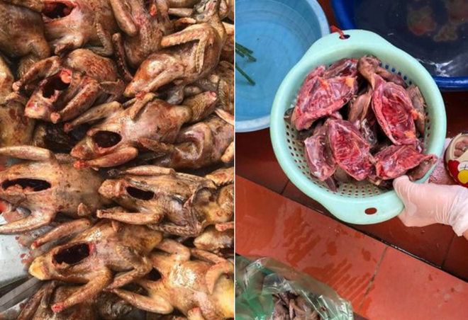 Giải cứu chim trời Cát Bà - Bảo vệ Khu dự trữ sinh quyển thế giới ảnh 4