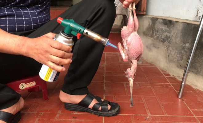 Giải cứu chim trời Cát Bà - Bảo vệ Khu dự trữ sinh quyển thế giới ảnh 4