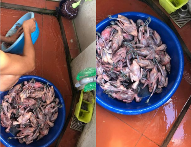 Giải cứu chim trời Cát Bà - Bảo vệ Khu dự trữ sinh quyển thế giới ảnh 3