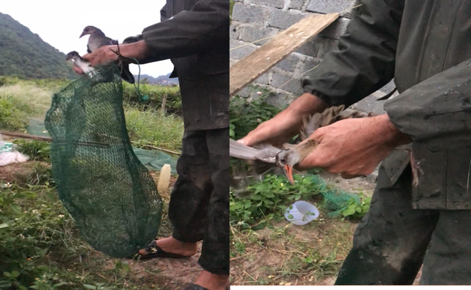 Giải cứu chim trời Cát Bà - Bảo vệ Khu dự trữ sinh quyển thế giới ảnh 3