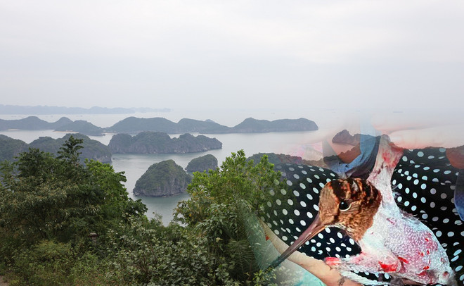 Giải cứu chim trời Cát Bà - Bảo vệ Khu dự trữ sinh quyển thế giới ảnh 2