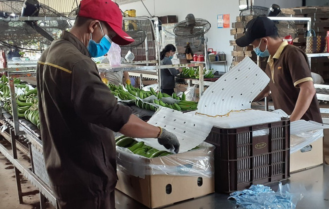 Bộ trưởng Lê Minh Hoan: Cơ hội cho sản xuất, xuất khẩu chuối Việt Nam ảnh 1