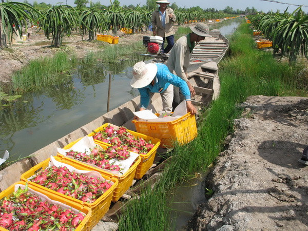 Ấn Độ tạm dừng nhập khẩu một số mặt hàng của Việt Nam ảnh 1