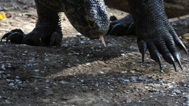 Phát hiện hóa thạch của loài kỳ giông khổng lồ thời cổ đại ảnh 1