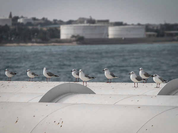 Iran tuyên bố sẵn sàng tham gia đóng băng sản lượng dầu mỏ ảnh 1