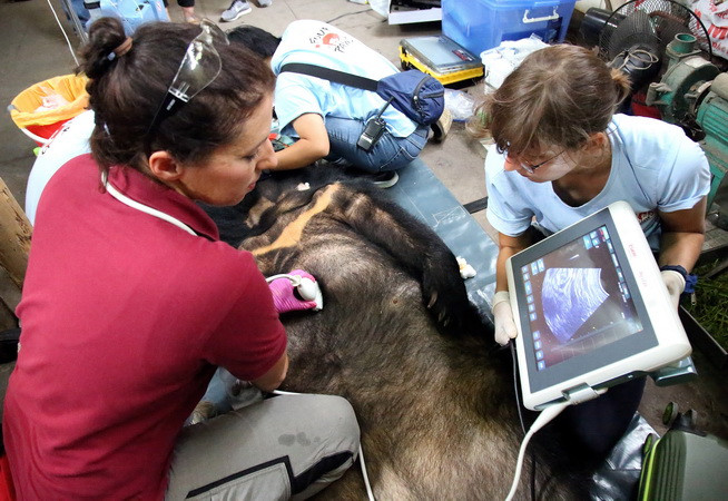 Thả các cá thể động vật hoang dã quý hiếm về môi trường tự nhiên ảnh 1