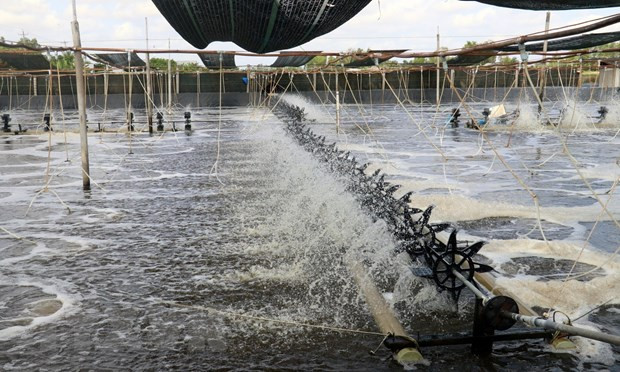 Bà Rịa-Vũng Tàu: Tăng năng suất nuôi thủy sản nhờ công nghệ cao ảnh 1