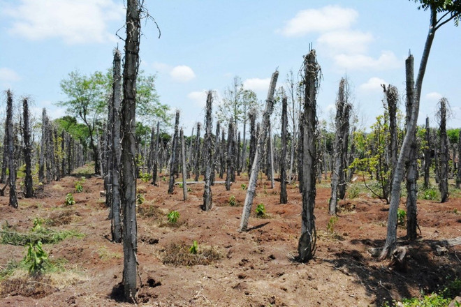Thủ tướng yêu cầu kiểm tra, xử lý phản ánh của Báo điện tử VietnamPlus ảnh 1