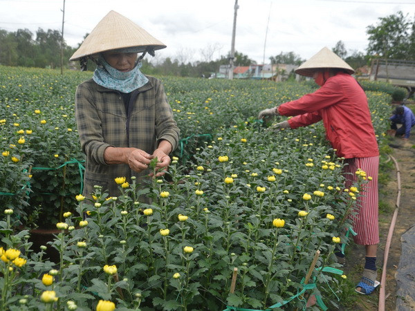 Thời tiết thuận lợi, người trồng hoa Đà Nẵng được mùa hoa Tết ảnh 1