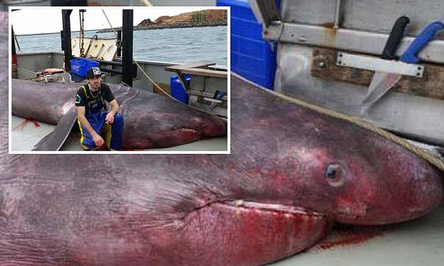 Ngư dân hốt hoảng khi bắt được "quái vật biển" dài tới 6,5m ảnh 1