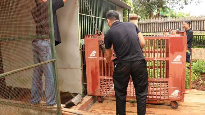 Cứu hộ thành công cá thể gấu ngựa cuối cùng bị nuôi nhốt tại Gia Lai ảnh 4