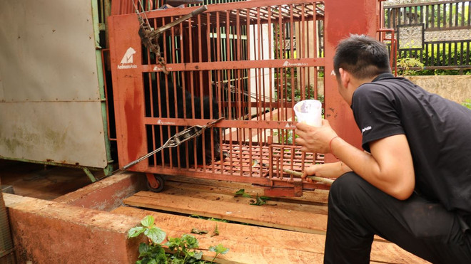 Cứu hộ thành công cá thể gấu ngựa cuối cùng bị nuôi nhốt tại Gia Lai ảnh 5
