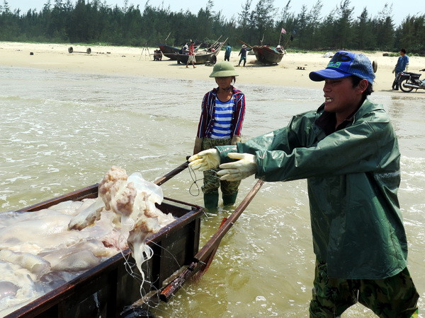 Người dân Hà Tĩnh, Thừa Thiên-Huế một năm sau sự cố Formosa ảnh 1