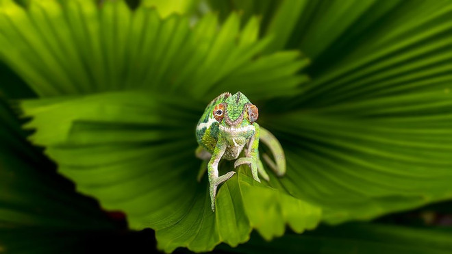 Ảnh đẹp trong tuần: Mê hoặc với vẻ đẹp hoa anh đào ở Nhật Bản ảnh 4