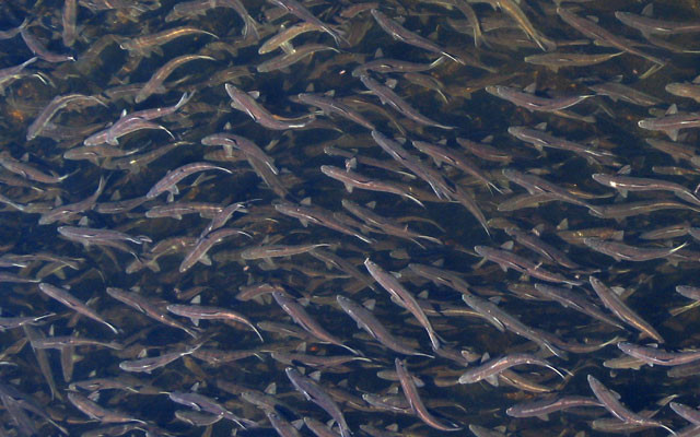 Các nước nghèo gần Xích đạo có nguy cơ mất nguồn lợi từ cá biển ảnh 1