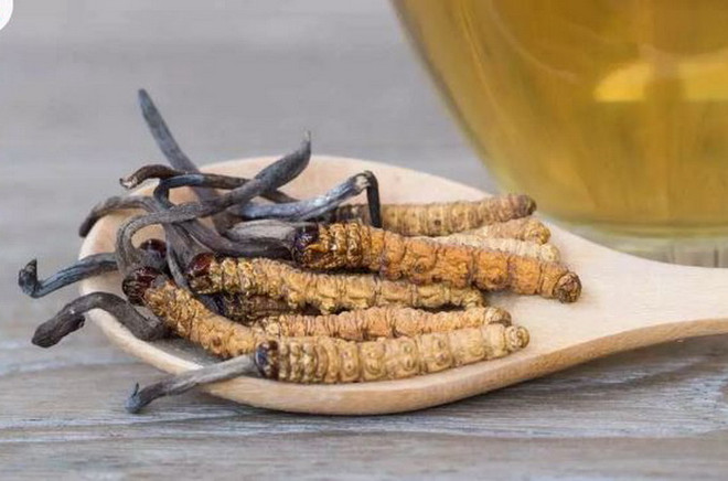 Nấm đông trùng hạ thảo ở châu Á đang ngày càng khan hiếm ảnh 1