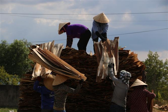 Xuất khẩu lâm sản tăng trên 10% so với cùng kỳ năm 2019 ảnh 1