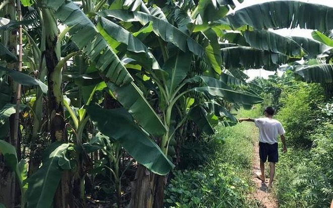 Hà Nội: Bắt giữ kẻ hiếp dâm bé gái 12 tuổi ở vườn chuối ảnh 1