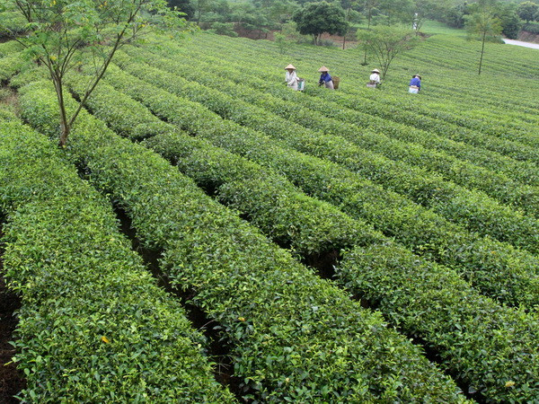 Lai Châu đặt mục tiêu trồng mới 1.000ha chè chất lượng cao ảnh 1