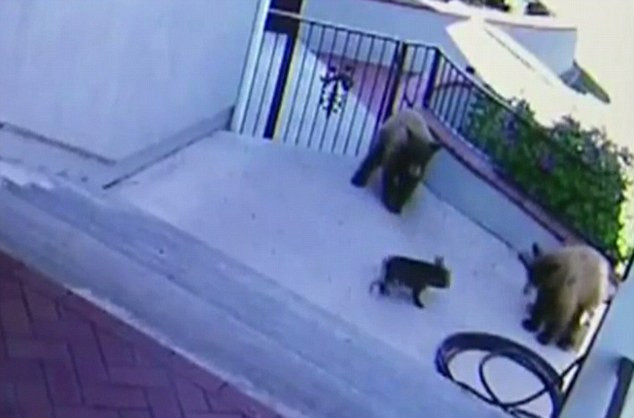 [Video] Chú chó bất chấp nguy hiểm đuổi ba con gấu ra khỏi nhà ảnh 1