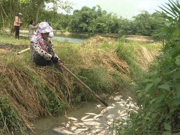 Điều tra nguyên nhân khiến cá chết hàng loạt tại Quảng Ngãi ảnh 1