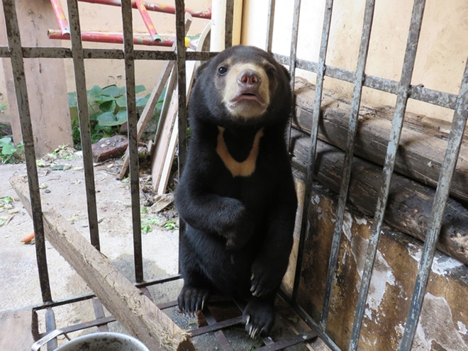 Giải cứu thành công chú gấu chó bị buôn bán ở gần vùng biên giới ảnh 1