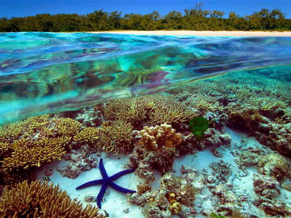 Australia nỗ lực bảo vệ rạn san hô lớn nhất thế giới ảnh 1