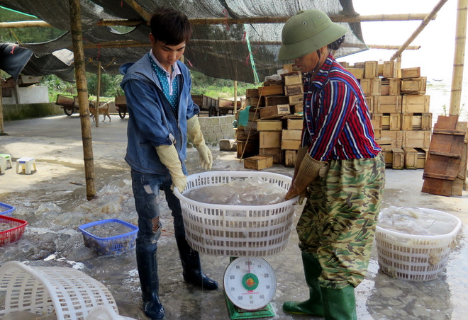 Ngư dân Hà Tĩnh ra khơi trở lại sau hiện tượng cá chết hàng loạt ảnh 2