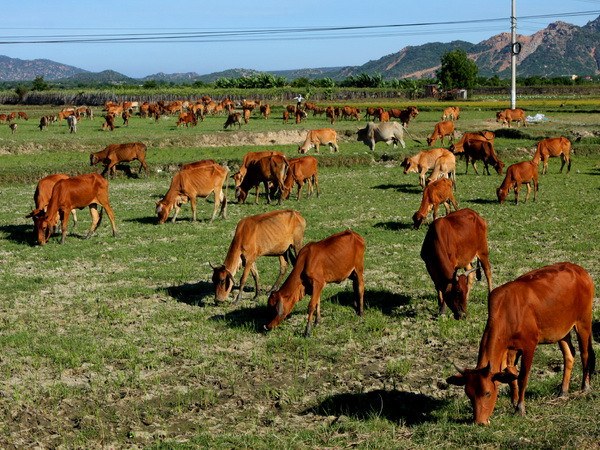 Vụ bò ăn cỏ phải trả phí: Thanh Hóa yêu cầu hoàn trả phí trước 30/4 ảnh 1