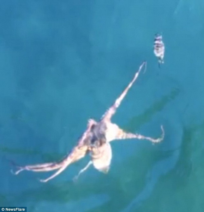 [Video] Màn săn mồi chớp nhoáng của con bạch tuộc hung dữ ảnh 1