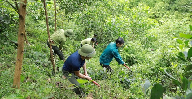 Kiểm toán Nhà nước kiến nghị ủy ban nhân dân các tỉnh kiểm tra, rà soát để khắc phục, xử lý và xác định rõ trách nhiệm của tập thể và cá nhân có liên quan. (Ảnh: Vietnam+) KTNN: Nhiều sai phạm trong thu, chi Quỹ bảo vệ và phát triển rừng ảnh 3