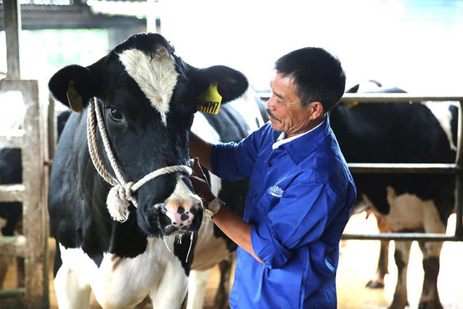 Ông Nguyễn Thạch Lỏi, ở tiểu khu 67, thị trấn Nông trường Mộc Châu là một trong những gương nông dân từ tay trắng trở thành tỷ phú nhờ bò sữa. Mộc Châu Milk: Gia tăng giá trị nông nghiệp nhờ phát triển bền vững ảnh 1