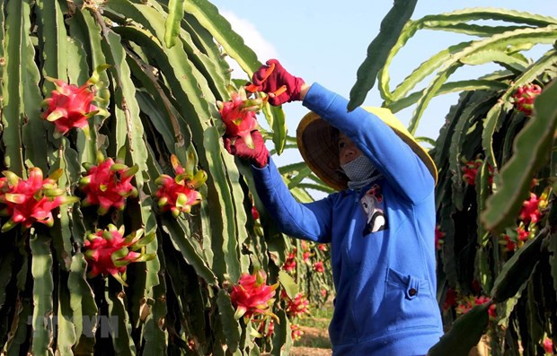 Thị trường EU vẫn còn nhiều dư địa cho trái cây Việt Nam ảnh 1