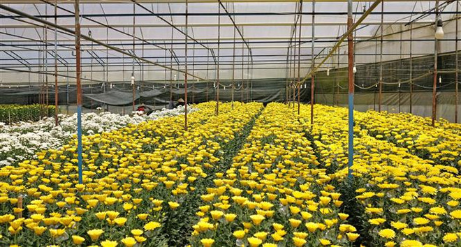 Hoa và rau Đà Lạt tăng giá trở lại sau khi dịch bệnh được kiểm soát ảnh 1