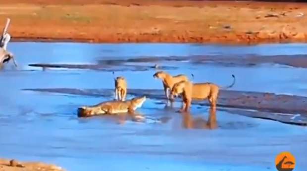 Trận chiến không khoan nhượng giữa cá sấu và 3 con sư tử đói ảnh 1