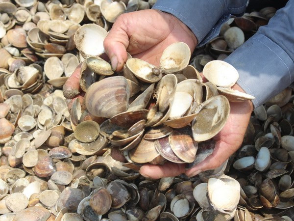 Bến Tre: Xuất hiện tình trạng nghêu nuôi bị chết rải rác ảnh 1