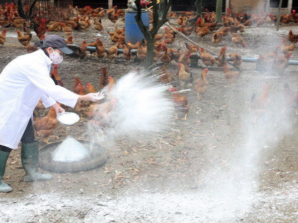 Tăng phòng chống, sẵn sàng ứng phó dịch bệnh cúm A/H5N6 ảnh 1