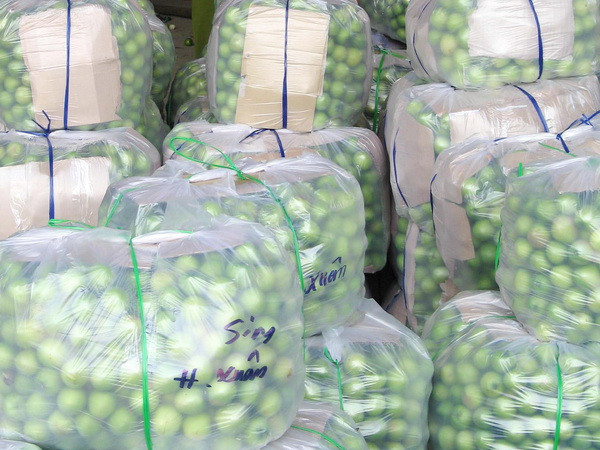 Không có việc táo xanh Ninh Thuận giá chỉ 1.000 đồng mỗi kg ảnh 1