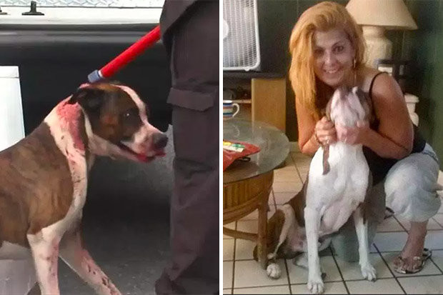 Người chủ bị thương nặng vì cố ép chó cưng mặc đồ Giáng sinh ảnh 1