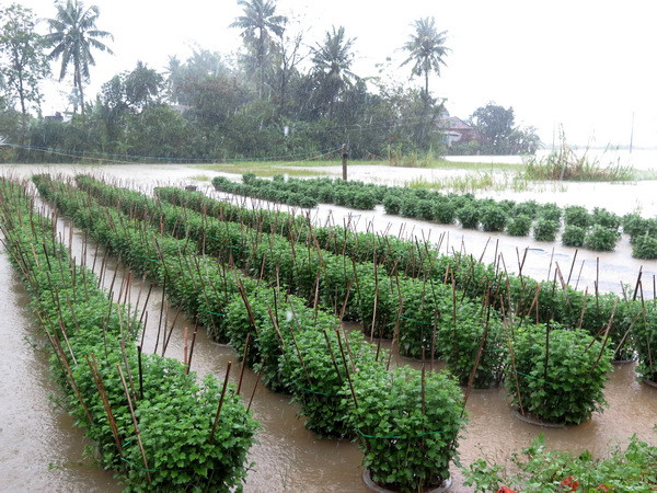 Người trồng hoa ở Quảng Ngãi, Bình Định thiệt hại nặng vì mưa lũ ảnh 2