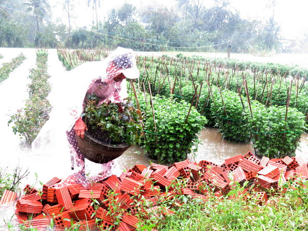 Người trồng hoa ở Quảng Ngãi, Bình Định thiệt hại nặng vì mưa lũ ảnh 1