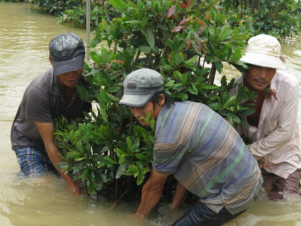 Người trồng hoa ở Quảng Ngãi, Bình Định thiệt hại nặng vì mưa lũ ảnh 4