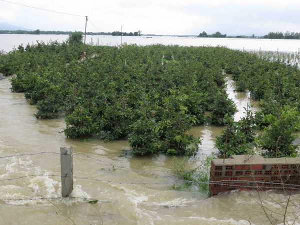 Người trồng hoa ở Quảng Ngãi, Bình Định thiệt hại nặng vì mưa lũ ảnh 3