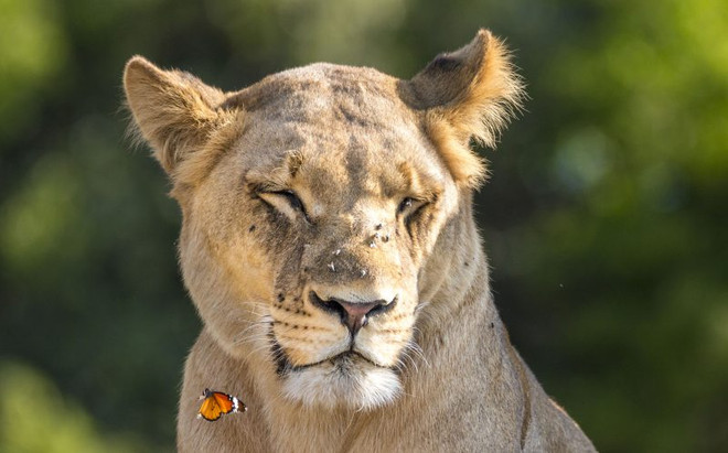 [Photo] Con bướm liều lĩnh đậu lên đầu, trêu ngươi sư tử ảnh 1